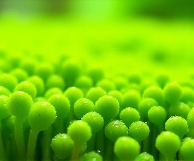 Baby tears ground cover plant