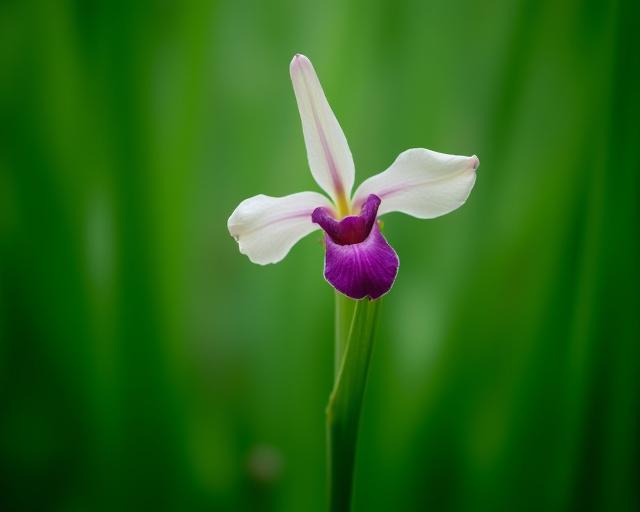 Native Indian bamboo orchid
