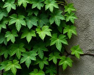 Ficus pumila creeping fig plant