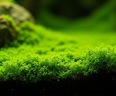 Java moss terrarium ground cover
