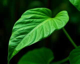 Philodendron for reptile enclosures